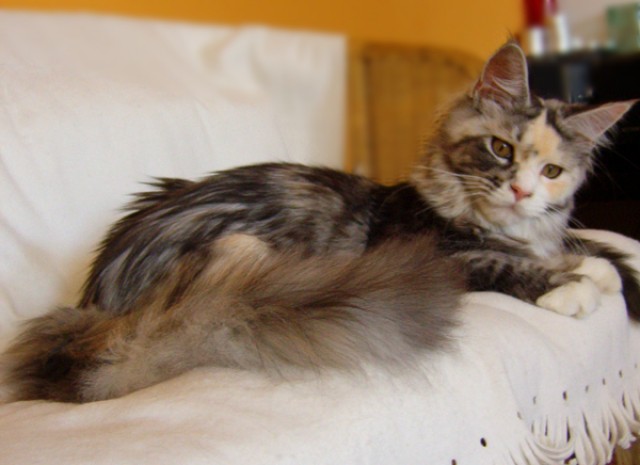 Maine Coon girl - Maine Coon - Biatorb gy