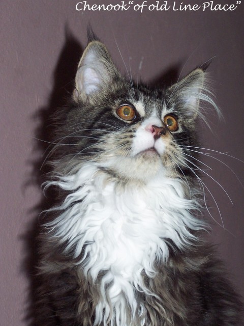 Typvolle X X L  Maine Coon Joungsters mit tollen X L Pinseln!!! - Maine Coon - Großmehring