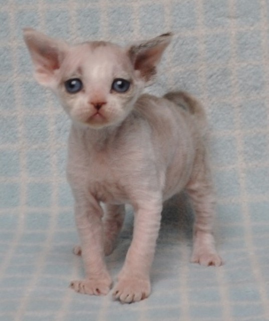Lustige Gremlins suchen neues Kuschelpersonal. - Devon Rex - Erkelenz