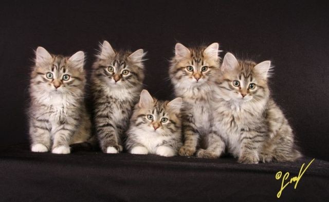 Sehr anhängliche, verschmuste Sibirische Kätzchen von BaikalAmur. - Sibirische Katze - Pforzheim