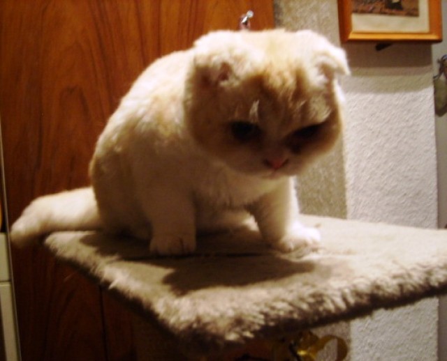 Scottish-Fold Schmuse-Bärchen sucht ein Zuhause - Scottish Fold - Emleben