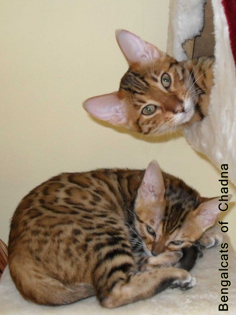 Kleine Hobby Bengalen Zucht nahe Köln - Kitten mit TICA-Papieren vom Züchter   - Katzen Zuechter - Reichshof