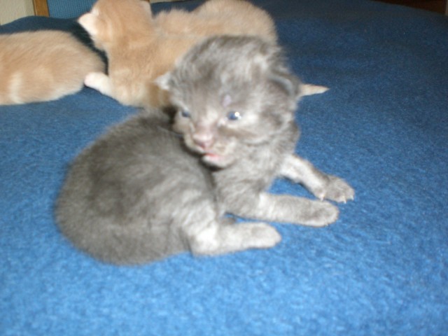 Norwegischer Waldkater in blau - Norwegische Waldkatze - Lübbecke