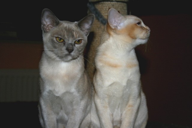 2 süße Burma Burmesen Kitten weibl. Farben: creme u. lilac-tortie sofort abgab - Burma - Iserlohn