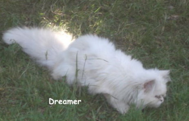 Perser Deckkater!!! Creme cameo - Deckkater - Marklohe