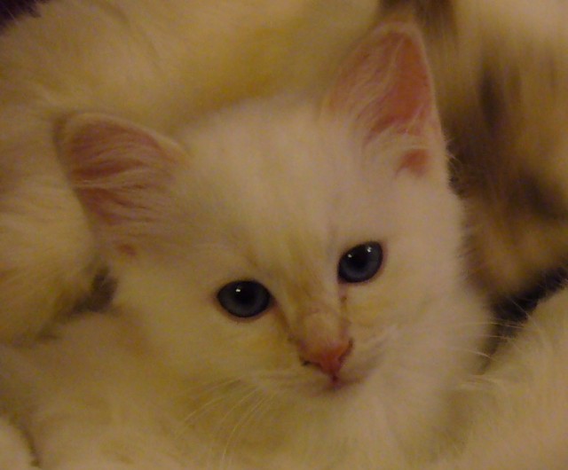 Kleiner Birma-Kater sucht neuen Wirkungskreis  - Birma - Bochum