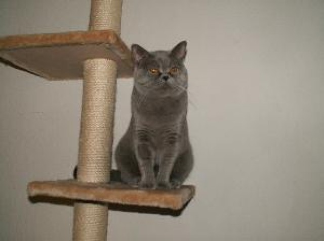 BKH Deckkater Semjon - Deckkater - Hamburg