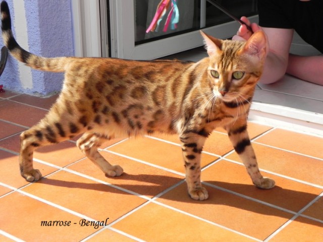 Marrose Bengal Hobbyzucht - Katzen Zuechter - Haiger