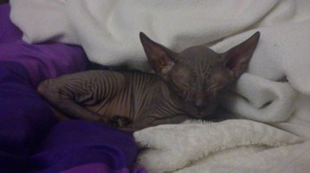 Süsse don sphynx Kittin sucht Liebesvolles Zuhause - Sphynx - Hamburg