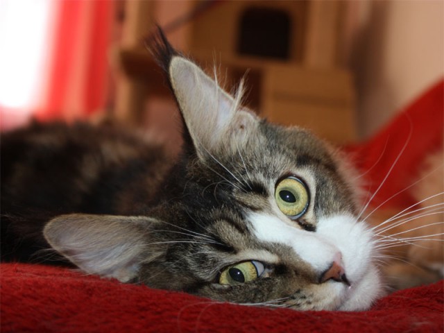 Wild-Obsessions Maine Coon Cats - Hobbyzucht seit 1996 - Katzen Zuechter - Berlin