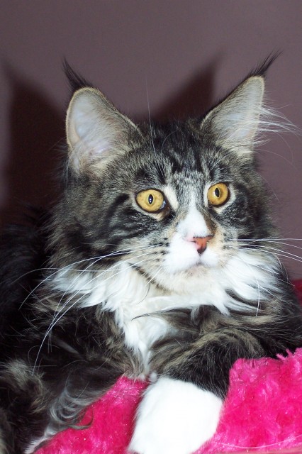 Traumhafte Maine Coon Joungster s mit tollen Pinseln!!! - Katzen Zuechter - Großmehring