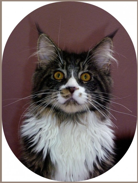 Prinz sucht Schloß!!!!! - Katzen Zuechter - Großmehring