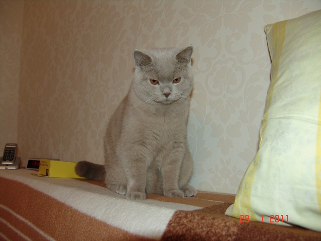 BKH- Deckkater Lilac-Farbe - Deckkater - Taunusstein