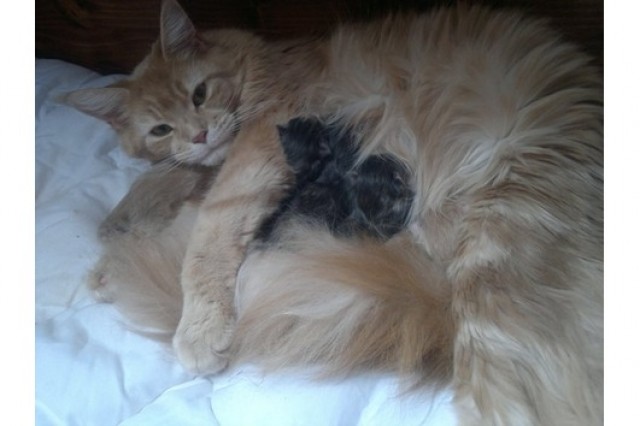 Maine Coon Kitten aus seriöser Hobbyzucht - Maine Coon - Bremen