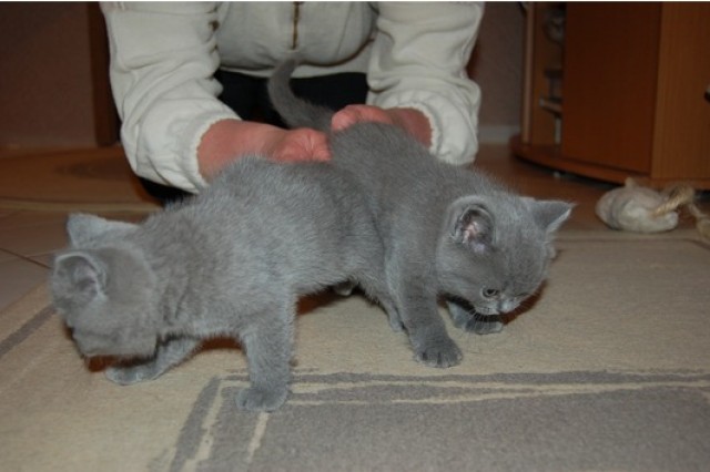 BKH Kitten abzugeben  - British Kurzhaar - Muchen