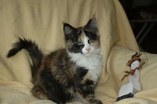 Bezaubernde Maine-Coon-Kitten - Maine Coon - bayreuth