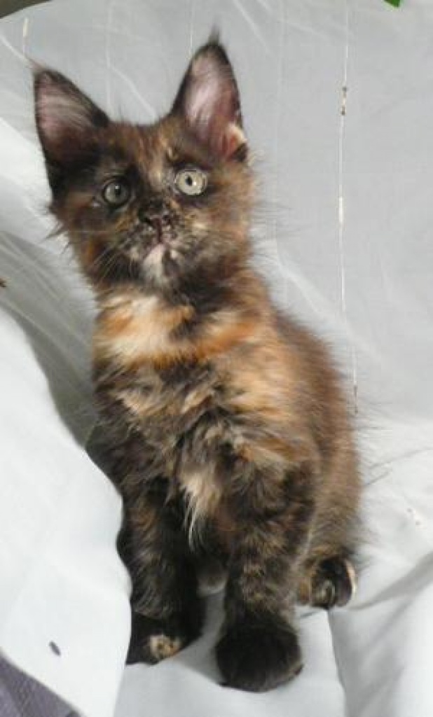 MAINE COON Kitten in black-tortie - Maine Coon - Altusried