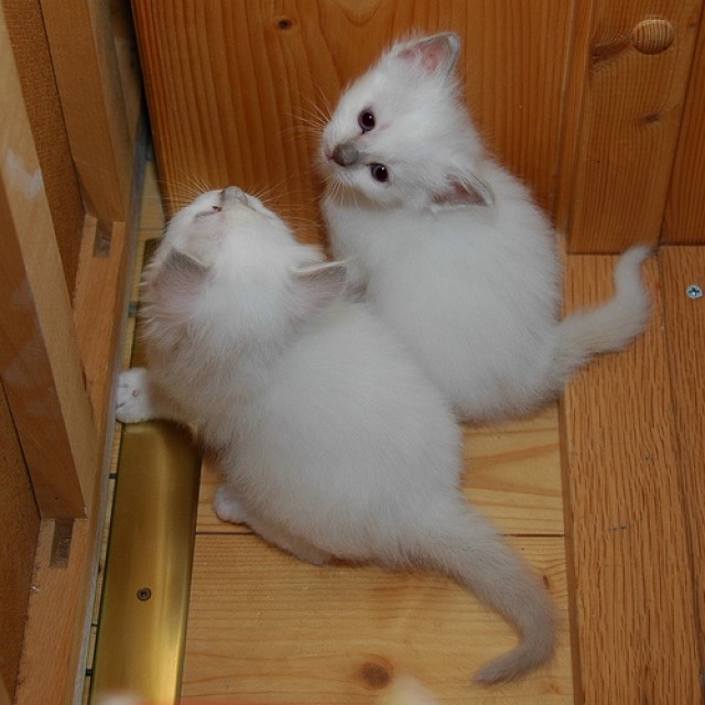  Heilige Birma-Kitten mit Papiere - Birma - berlin