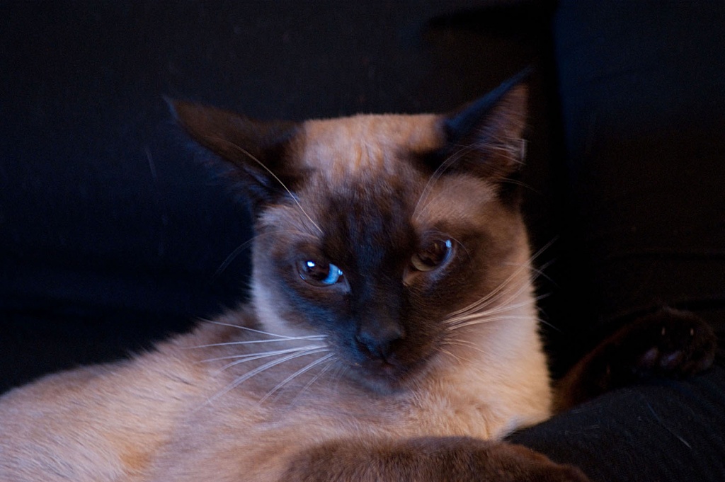 Deckkater Thai/Siam, hat wieder Kuscheltermine frei - Deckkater - Rostock