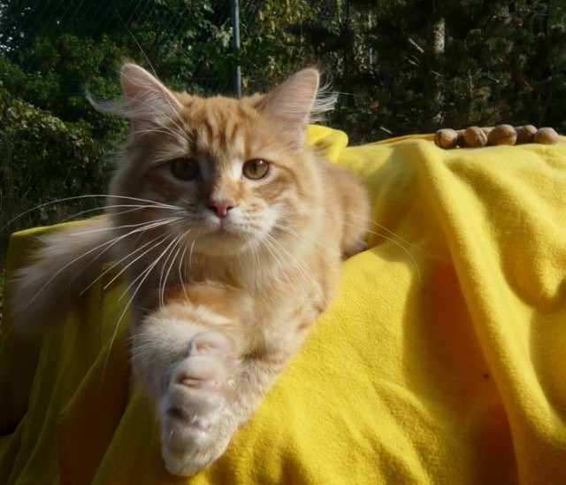 Bezaubernde Sibirische/Neva Masquerade Katzen Kinder - Sibirische Katze - Engelsbrand