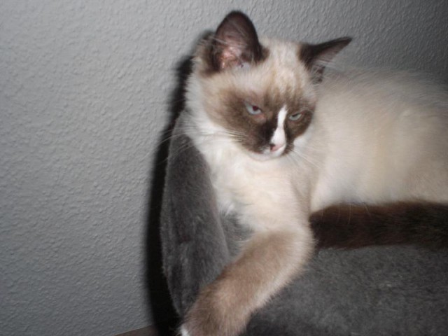 Süßes reinrassiges Ragdoll Mädchen mit Kratzbaum abzugeben - Ragdoll - Dortmund