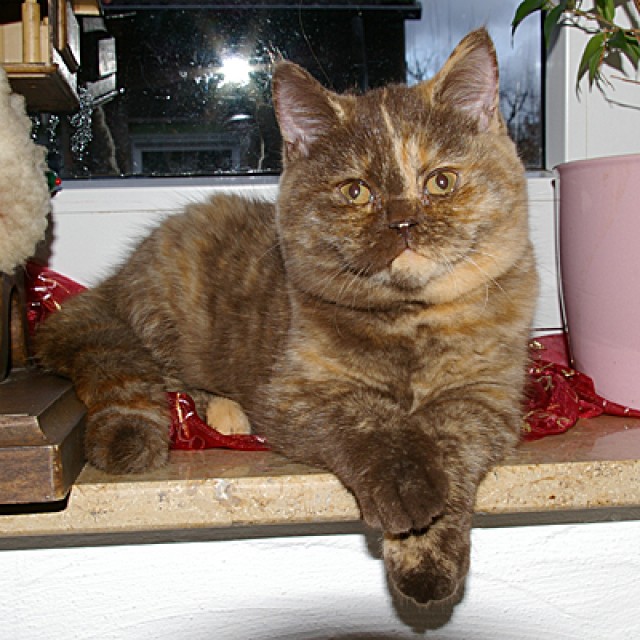 Wunderschönes BKH Mädchen 17 Wochen in choco-tortie - British Kurzhaar - Gelsenkirchen