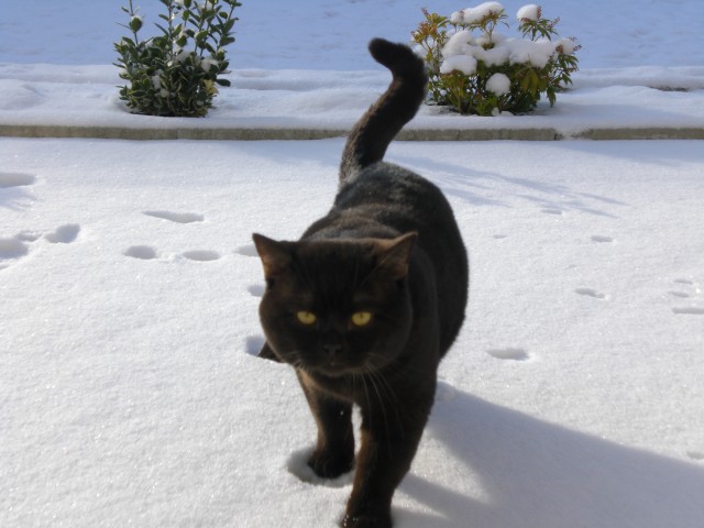 BKH- Deckkater Baron v. Sachs - Deckkater - Horb