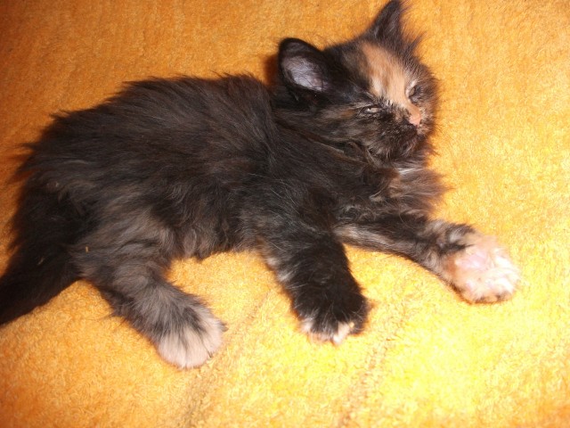 Noch eine Maine Coon Traumkatze - Maine Coon - Salzgitter
