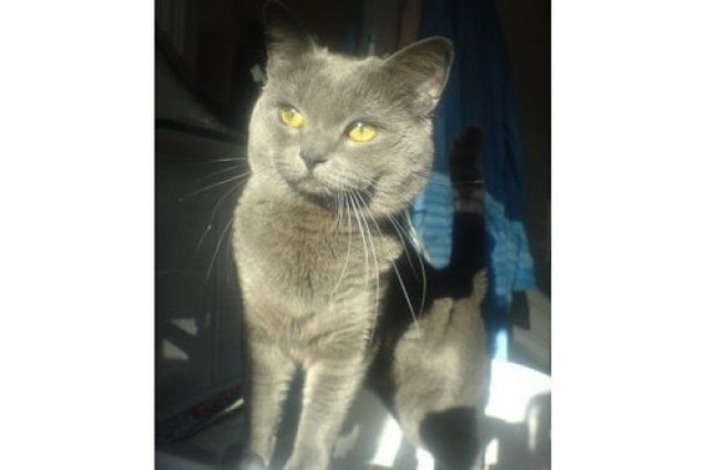 *Simba* mein BKH Deckkater sucht netten Damenbesuch - Deckkater - München