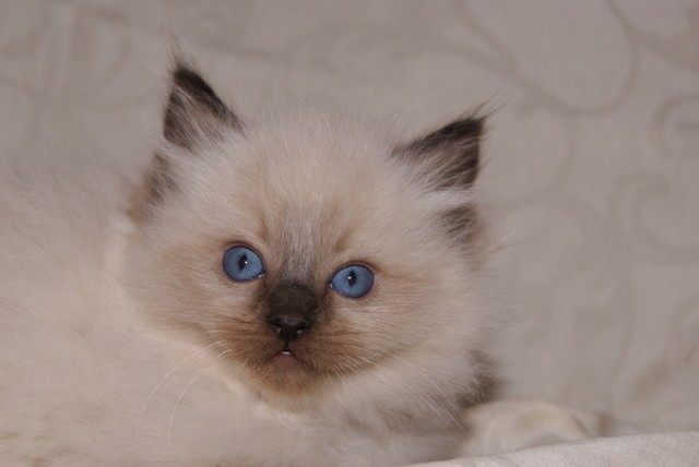 Ragdollkitten - Unser Papa ist Amerikaner ;) - Ragdoll - Krummhörn