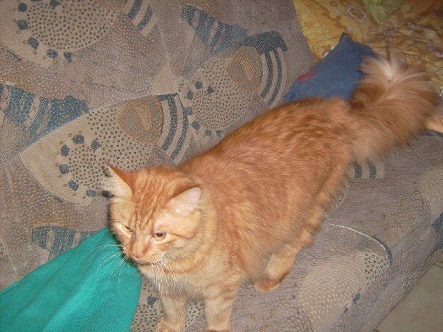 Maine Coon Kater red tabby 11 Monate potent mit Deckerfahrung - Maine Coon -  Rödinghausen