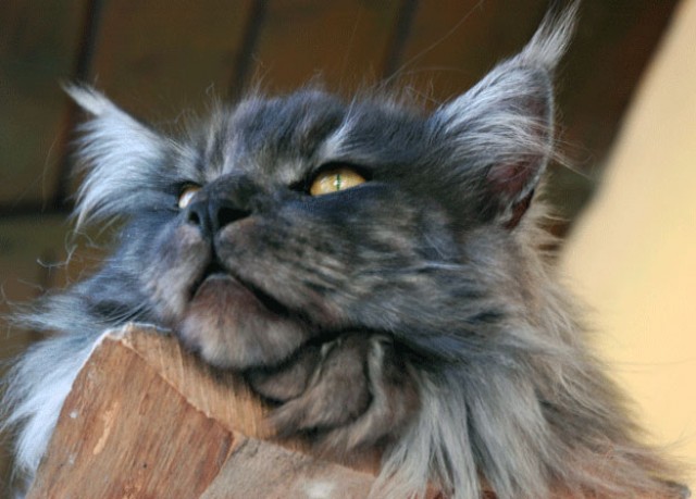 Wunderschöne,große, typvolle Maine Coon Katzen - Maine Coon - Zell am Pettenfirst
