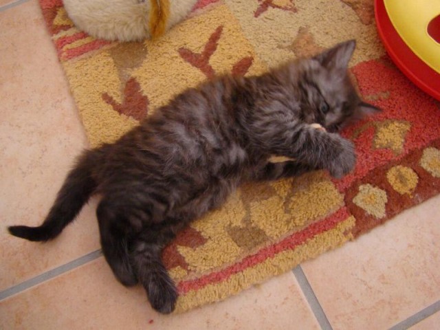 Türkisch Angora Katzenbabys - Angora - Mechernich
