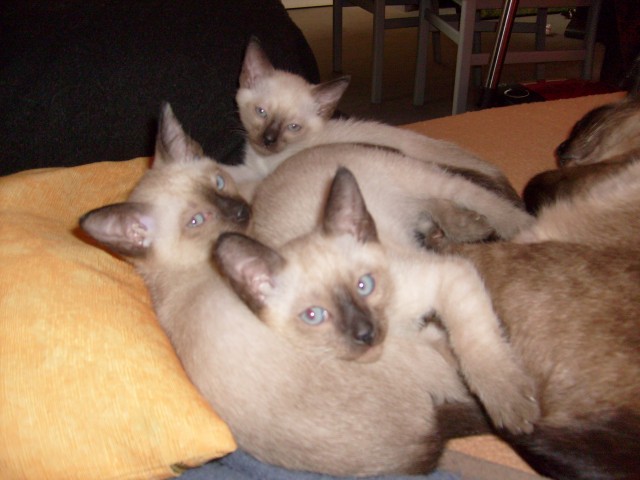 2 Siamkitten /Thakitten, Siam alter Typ, in liebevolle Hände abzugeben - Siam - Morsbach