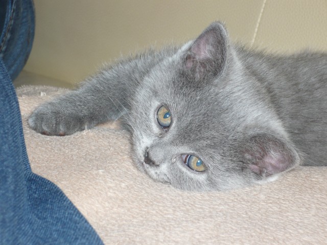 Kleine Tigerchen suchen ein neues und liebes zuhause - British Kurzhaar - Ahlsdorf