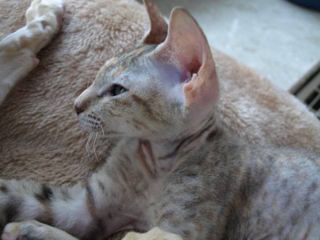 Katze Okh Farbe black tortie spotted m Papieren - Orientalische Kurzhaar - zeven