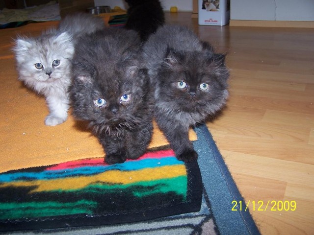 Haben noch 3 Perserkitten mit Näßchen ab in liebevolle Hände abzugeben.. - Perser - Wuppertal