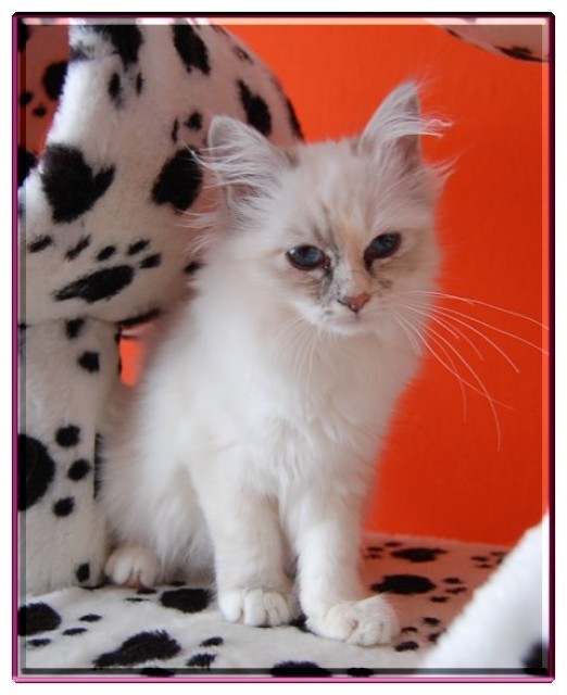 Kuschelplatz gesucht!! - Birma - Magdeburg