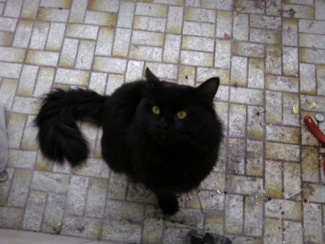 Maine Coon Deckkater - Deckkater - Berlin
