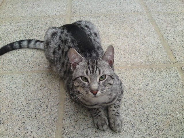 Felix seit 15.11.09 vermisst FINDERLOHN !!! - Freigaenger - Lübtheen