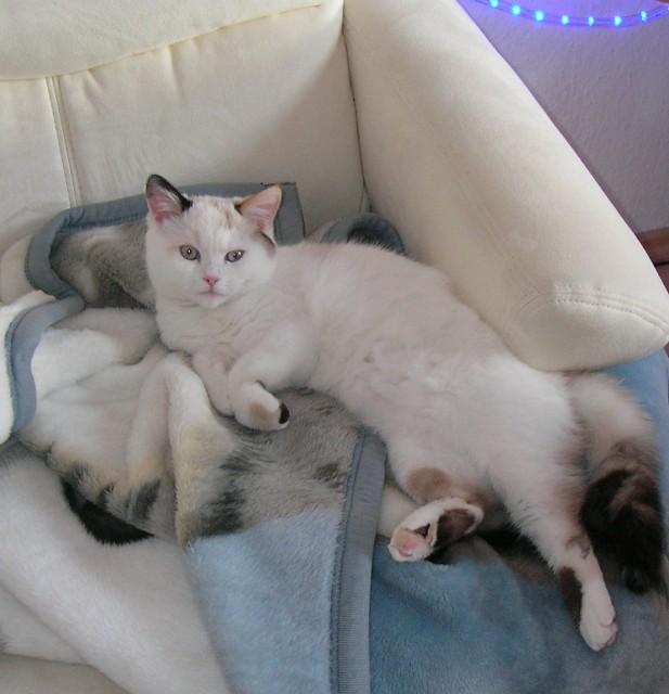 Suchen hübschen Deckkater - Deckkater - Seelze