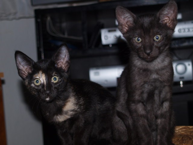 OKH Kitten - Orientalische Kurzhaar - Bad Salzuflen