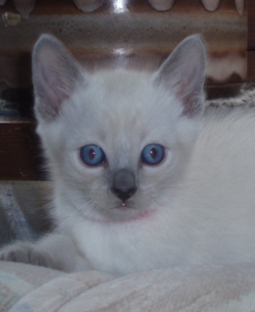 Thai Katzen in bluepoint zu verkaufen - Thai -  Trostberg