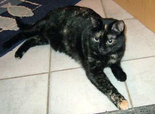 Liebe Schildpattkatze Lara - ausgeliebt.... - Hauskatzen - Oberhausen