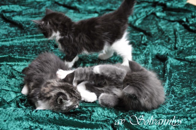 Norwegische Waldkatzen Kitten - Norwegische Waldkatze - Waltrop