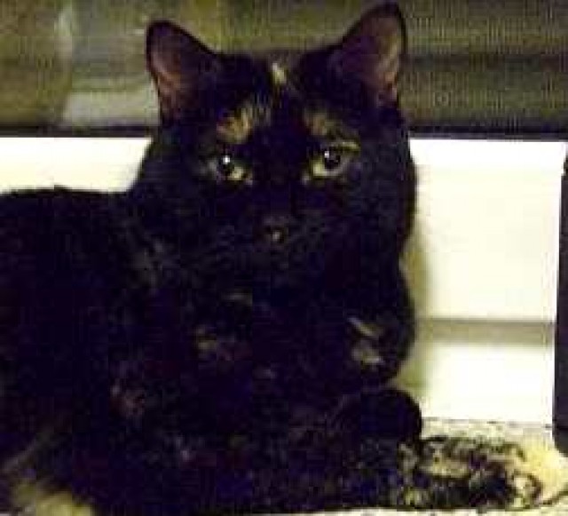 Schildpattkatze Lara, kleine Prinzessin sucht ihr Königreich! - Hauskatzen - Oberhausen