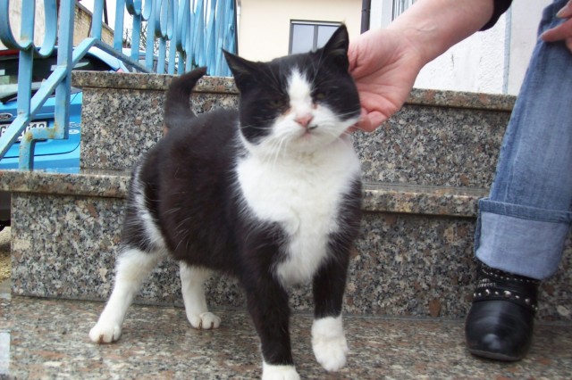 Guten Tag, ich bin das brave aber traurige Schneeweißchen - Hauskatzen - 86650