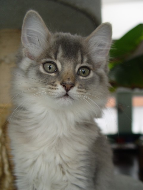 Blau silver Somali mädchen sucht neues Zuhause - Somali - Zundert (Holland)