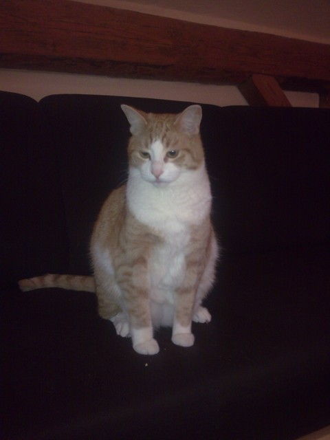 Dringend zu Hause gesucht - Hauskatzen - Hamm-Rhynern