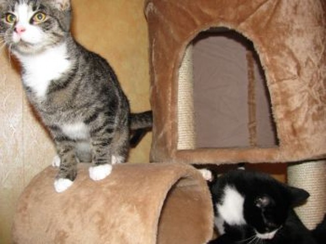 2 Katzen (Geschwisterpärchen) abzugeben MIT Kratzbaum - Hauskatzen - Greifswald